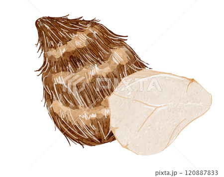 秋冬の野菜を水彩で描いた皮を剥いた里芋と皮付きの里芋のベクターイラスト素材 120887833