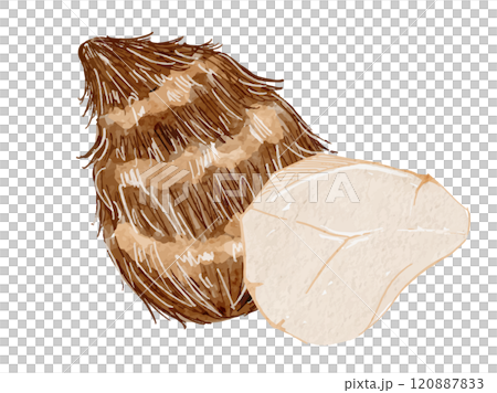 Vector illustration of peeled and unpeeled taro, autumn and winter vegetables drawn in watercolor 120887833