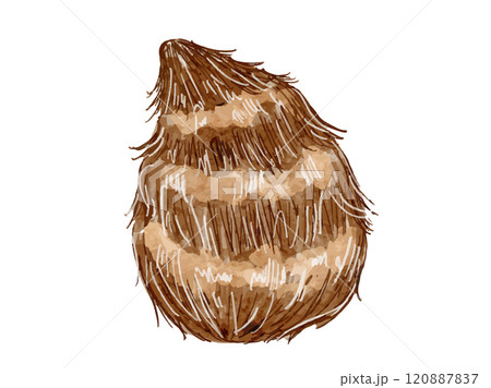 秋冬の野菜で水彩で描いた里芋のシンプルなベクターイラスト素材 120887837