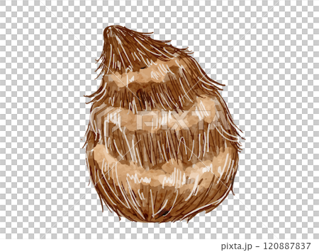 秋冬の野菜で水彩で描いた里芋のシンプルなベクターイラスト素材 120887837
