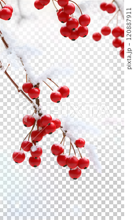 Bursting red berries glistening under a layer of soft white snow in a tranquil winter landscape. Generative AI Bursting red berries glistening under a layer of soft white snow in a tranquil winter landscape. Generative AI 120887911