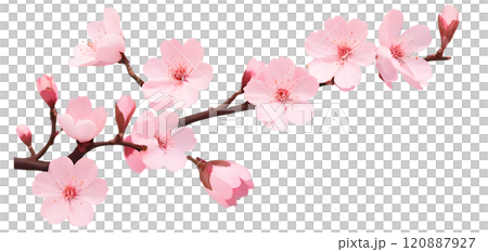 Delicate cherry blossom branch adorned with blooming pink flowers and budding petals in a serene display of springtime beauty. Generative AI 120887927