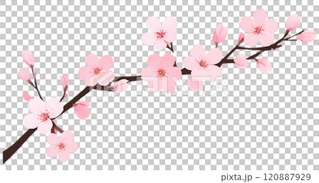Elegant cherry blossom branch adorned with soft pink petals in a serene artistic display symbolizing spring's arrival and renewal. Generative AI 120887929