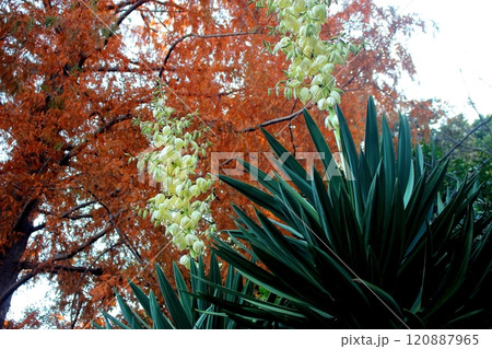 秋の紅葉背景のユッカの花 120887965