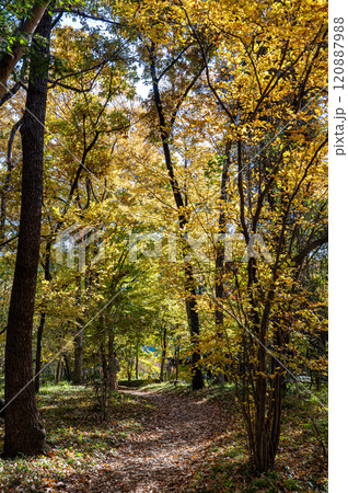 晩秋の東京千代田区で、秋の名残をさがして 120887988