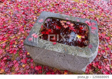 秋の落とし物 120888005