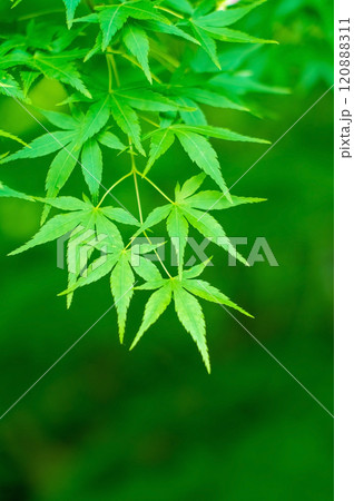鮮やかな新緑　青もみじ 120888311