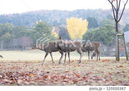 秋の奈良公園 秋の奈良公園 120888367