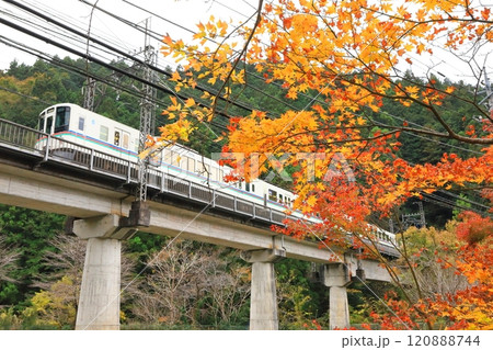 西武秩父線「紅葉したモミジを背景に走る白い電車」 西武秩父線「紅葉したモミジを背景に走る白い電車」 120888744