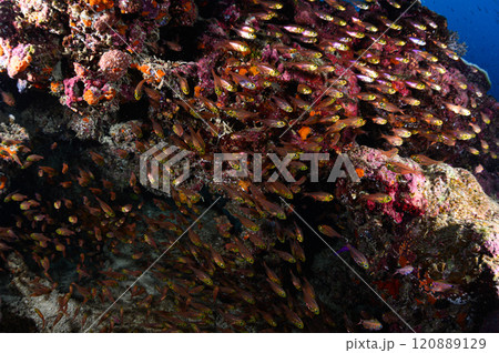 西表島の海　熱帯魚の大群 120889129