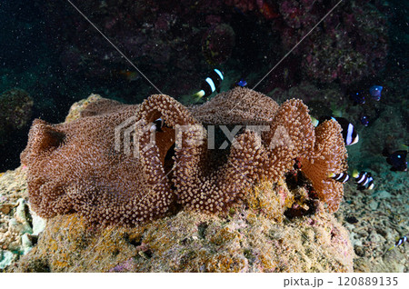 西表島の海 クマノミとイソギンチャク 西表島の海 クマノミとイソギンチャク 120889135