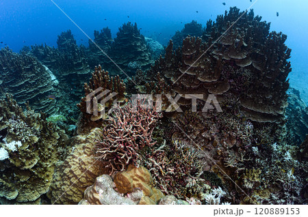 西表島の海　サクラダチャネル 120889153