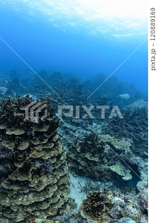 西表島の海 サクラダチャネル 西表島の海 サクラダチャネル 120889169