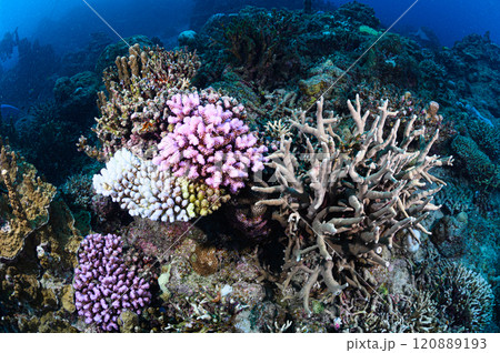 西表島の海　ダイビングの風景 120889193