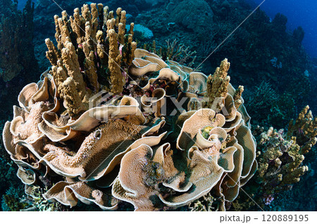 西表島の海　大きなサンゴ 120889195