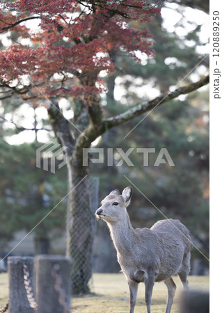 秋の鹿と紅葉 120889250