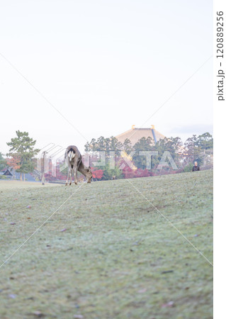 秋の奈良公園 秋の奈良公園 120889256