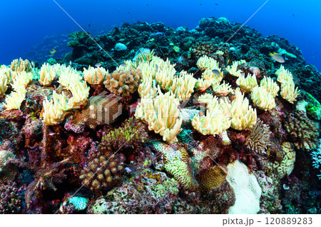 西表島の海 ダイビングの風景 西表島の海 ダイビングの風景 120889283