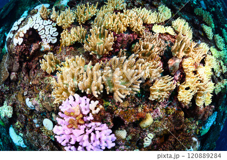 西表島の海　ダイビングの風景 120889284