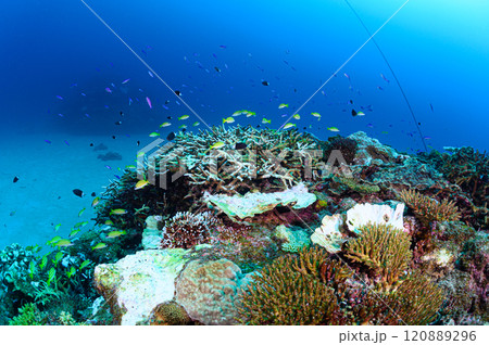 西表島の海 熱帯魚の群れ 西表島の海 熱帯魚の群れ 120889296