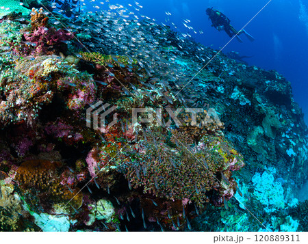 西表島の海　熱帯魚の群れ 120889311