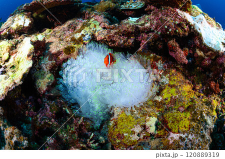 西表島の海 クマノミとイソギンチャク 西表島の海 クマノミとイソギンチャク 120889319