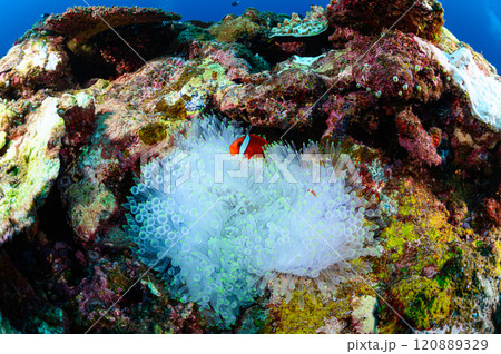 西表島の海 クマノミとイソギンチャク 西表島の海 クマノミとイソギンチャク 120889329