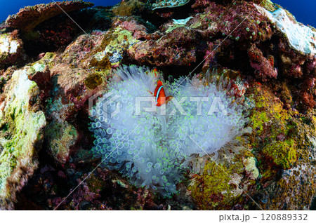 西表島の海　クマノミとイソギンチャク 120889332