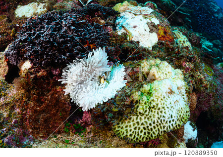 西表島の海　クマノミとイソギンチャク 120889350