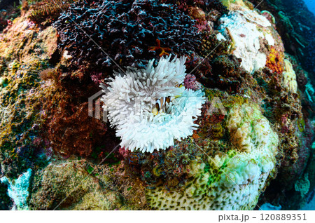 西表島の海　クマノミとイソギンチャク 120889351