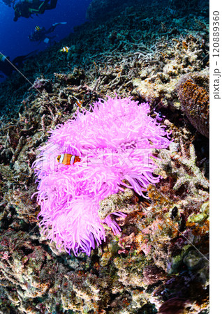 西表島の海　クマノミとイソギンチャク 120889360