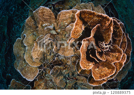 西表島の海　大きなサンゴ 120889375