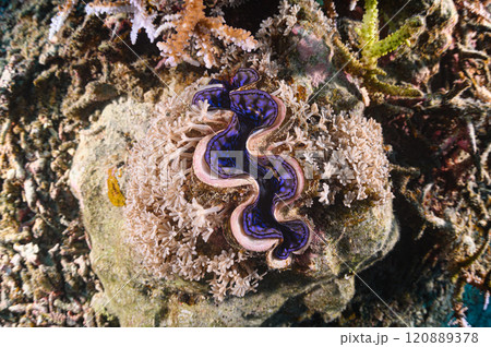 西表島の海　シャコガイ 120889378