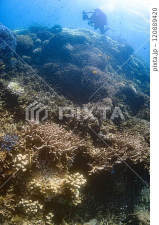 西表島の海　ダイビングの風景 120889420