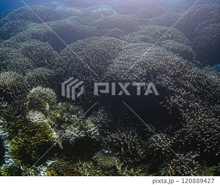 西表島の海　ダイビングの風景 120889427