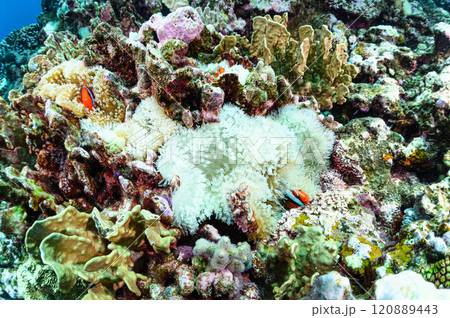 西表島の海　クマノミとイソギンチャク 120889443