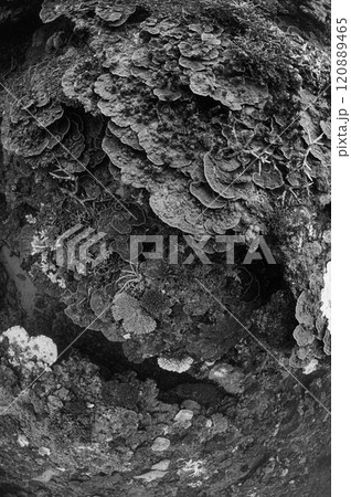 西表島の海　ダイビングの風景 120889465