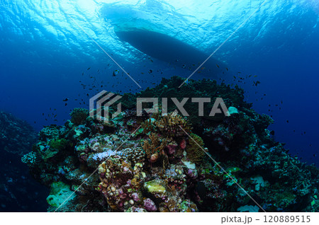 西表島の海　ダイビングの風景 120889515