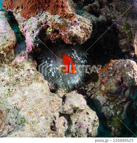 西表島の海　クマノミとイソギンチャク 120889525