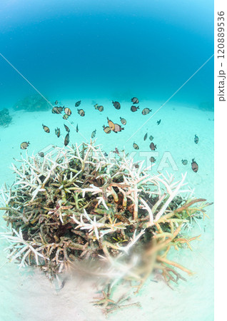 西表島の海　熱帯魚の群れ 120889536