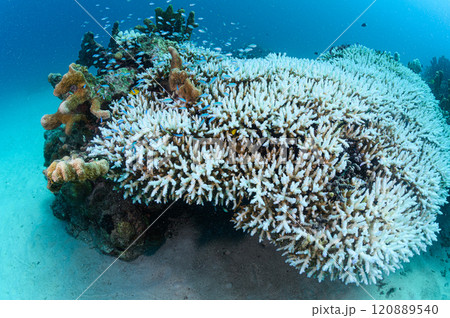 西表島の海 熱帯魚の群れ 西表島の海 熱帯魚の群れ 120889540