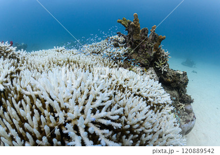 西表島の海　熱帯魚の群れ 120889542