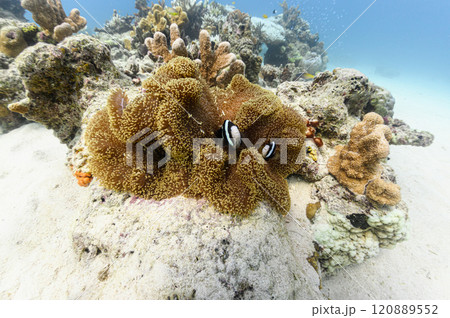 西表島の海　クマノミとイソギンチャク 120889552