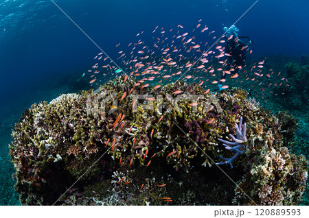 西表島の海　熱帯魚の群れ 120889593