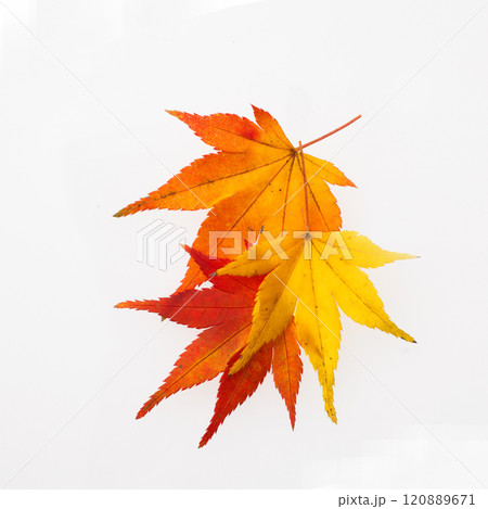 　もみじ　　スタジオ撮影 120889671