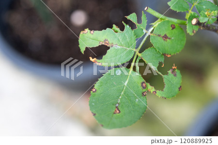 Rose leaves having black spot and wound from pest. Roses are best known for falling prey to aphids and various fungal diseases. 120889925