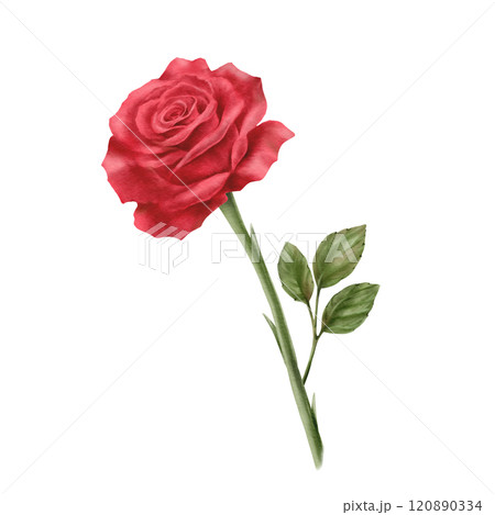 Red rose with stem and leaves in realistic style in watercolor as a symbol of love, passion and desire.Hand-drawn illustration for Valentine's Day, March 8, Mother's Day,Memorial day,public holiday 120890334