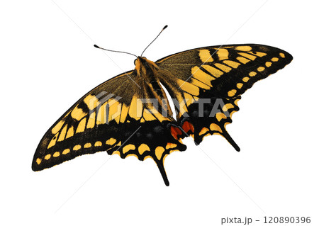 アゲハ蝶 120890396