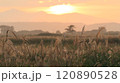 青森県三沢市にある仏沼の夕陽に照らされたススキ原 120890528