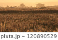青森県三沢市にある夕陽に照らされた仏沼 120890529